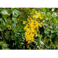 Sesbania-Grandiflora-theflowersnames.com