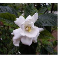Gardenia-theflowersnames.com