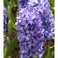 Hyacinth-theflowersnames.com