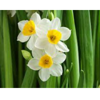 Narcissus-theflowersnames.com