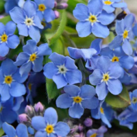 The-Forget-Me-Not-theflowersnames.com